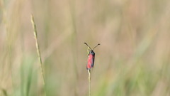 Zygaena erythrus