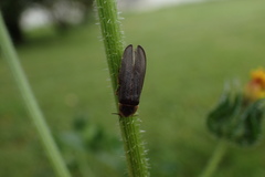 Lampyris noctiluca