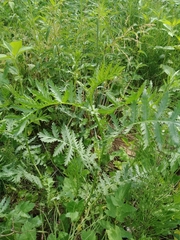 Tanacetum vulgare