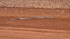 Aspidites melanocephalus