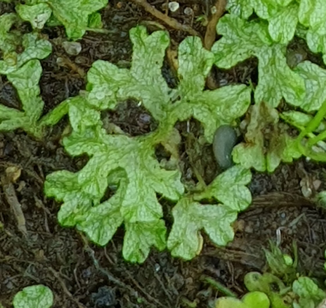 Riccia rhenana