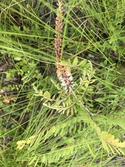 Amorpha herbacea