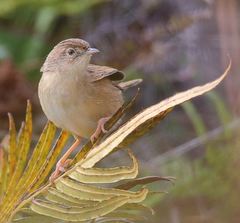 Cisticola cherina