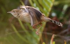 Cisticola cherina