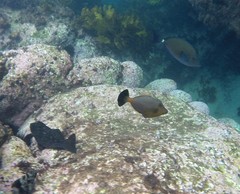 Meuschenia flavolineata