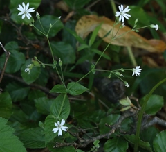 Stellaria nemorum