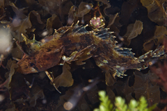 Cristiceps australis