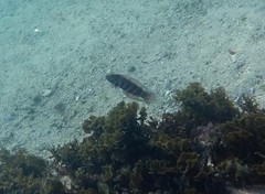 Eupetrichthys angustipes