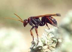 Cryptocheilus rubellus