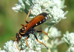 Parabatozonus lacerticida