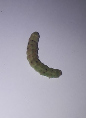 Lepidoptera