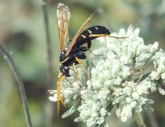 Parabatozonus lacerticida