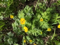 Trollius riederianus