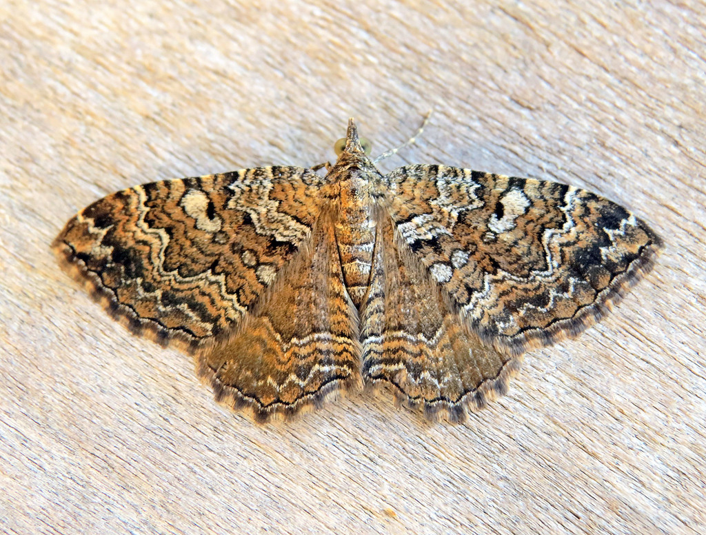 Camptogramma bistrigata