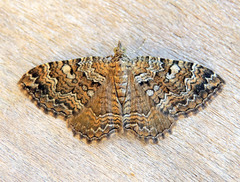 Camptogramma bistrigata