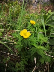 Trollius riederianus