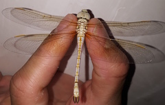 Anax ephippiger
