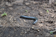Rossiulus kessleri
