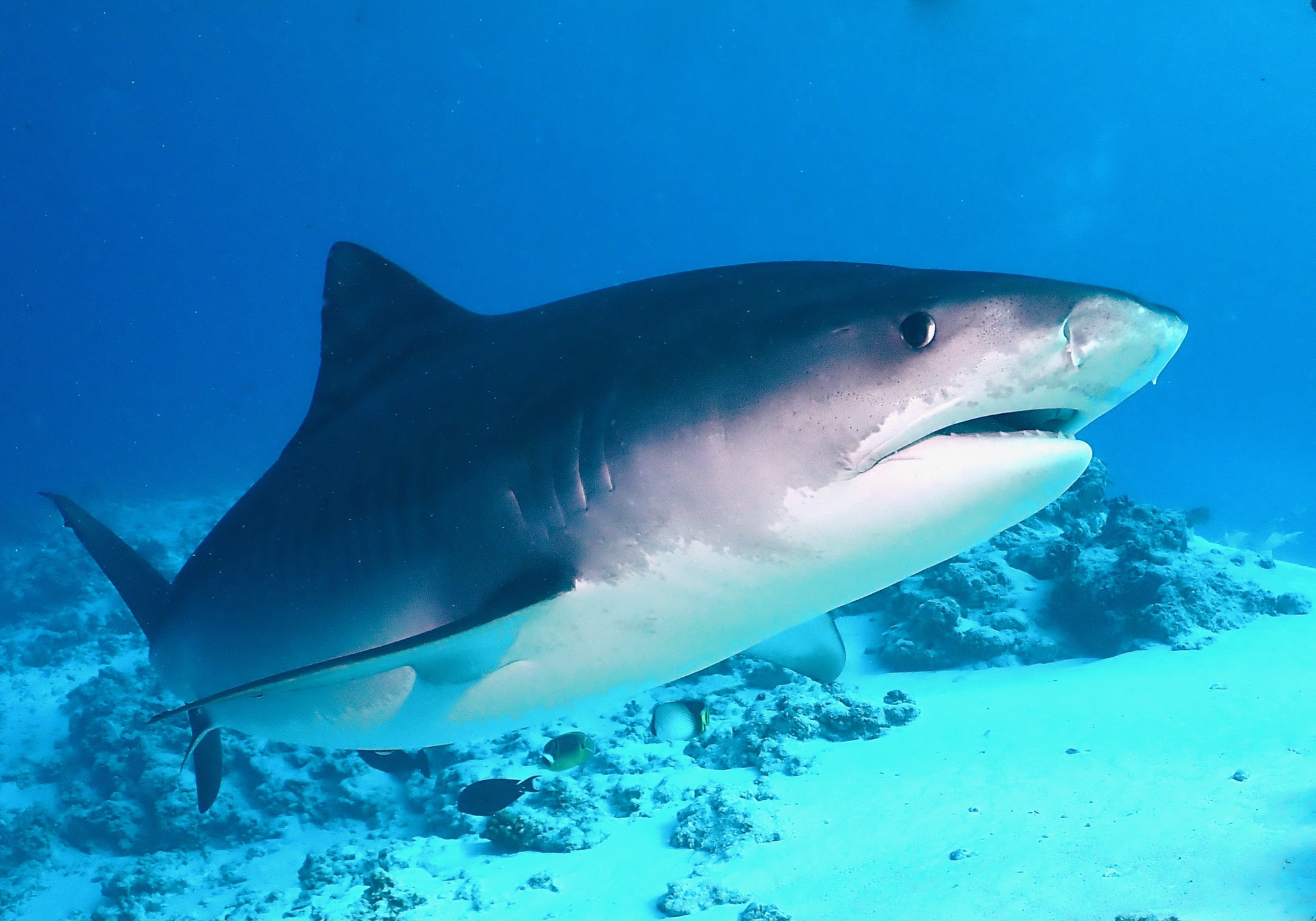 Tiger Shark (MatBio: FISHES - Matanzas Biodiversity) · iNaturalist