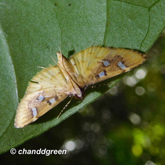 Cotachena histricalis