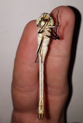 Anax ephippiger