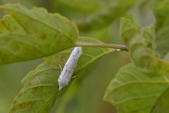 Myelois circumvoluta