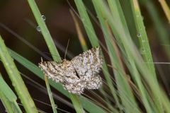 Heliomata glarearia