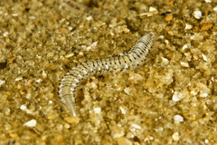Hesionidae