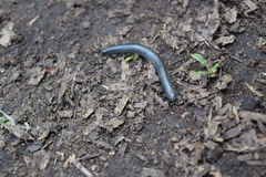 Rossiulus kessleri