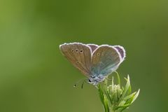 Glaucopsyche lycormas