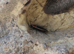 Pseudomops septentrionalis