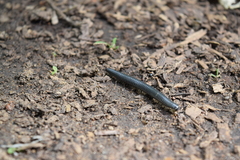 Rossiulus kessleri