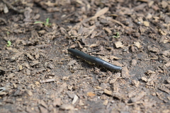 Rossiulus kessleri