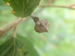 Dasineura serrulatae