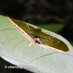 Cotachena histricalis