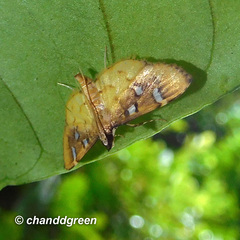 Cotachena histricalis