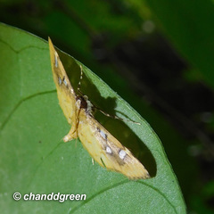 Cotachena histricalis