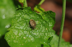 Peribalus strictus vernalis