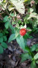 Rubus hirsutus