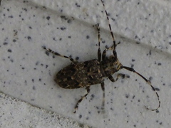 Mesosa longipennis