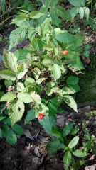 Rubus hirsutus