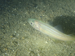 Pollachius pollachius