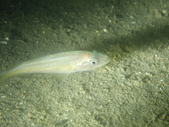 Pollachius pollachius