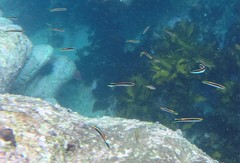 Trachinops taeniatus