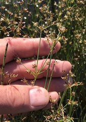 Juncus brachycephalus
