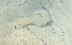 Platycephalus caeruleopunctatus