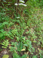 Valeriana officinalis