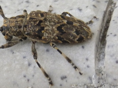 Mesosa longipennis