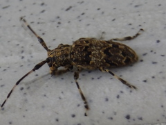 Mesosa longipennis