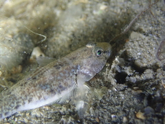 Pomatoschistus microps